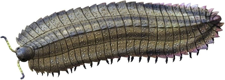 Mengenal Keunikan Arthtropleura Kaki Seribu Purba