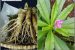 Tanaman Ginseng