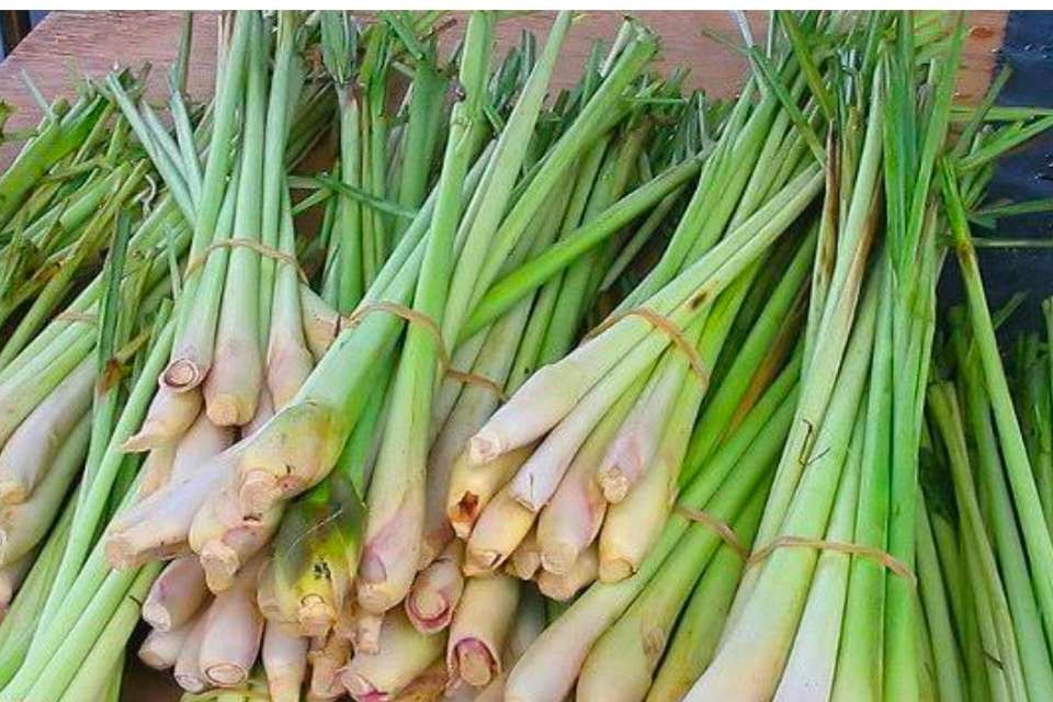 Batang Serai Aroma Manfaat Dan Penggunaannya