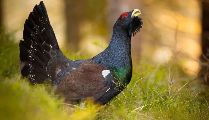 Belibis Kayu Jenis Burung Air Dengan Warna Bulu Yang Khas