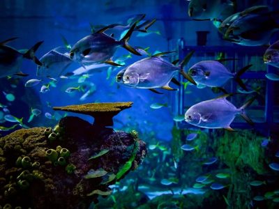 Konservasi Laut Bali: Aksi Nyata Marine Safari