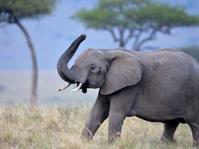 Mengamankan Masa Depan Satwa Liar: Resiliensi Iklim Kenya