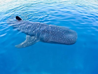 Mau Ketemu Hiu Tutul? Baca Dulu Berbagai Tips Wajib Ini