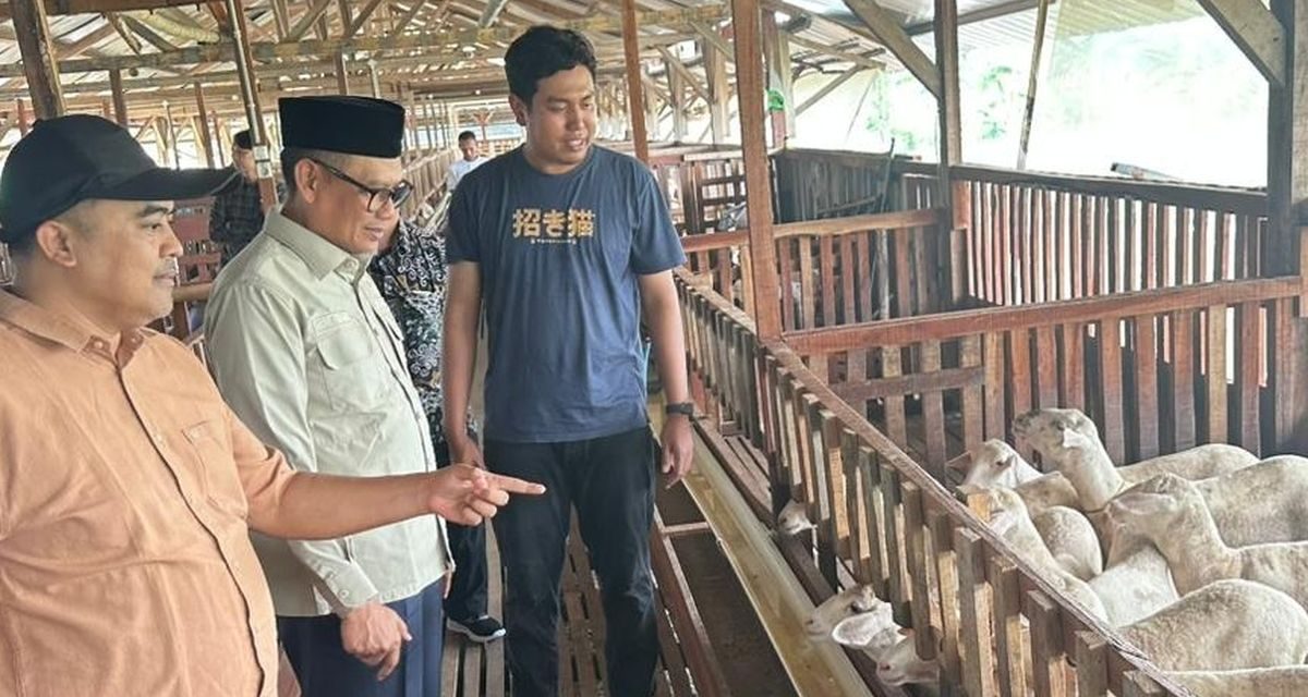 Pemuda Tegal Sukses Beternak Kambing Wagyu