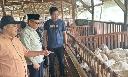 Pemuda Tegal Sukses Beternak Kambing Wagyu