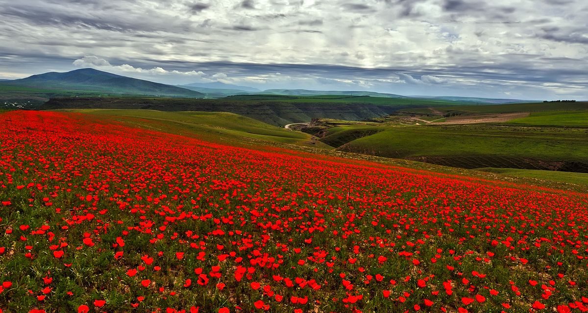 Sinyal Bahaya 2026: 10 Spesies Yang Di Ambang Kepunahan