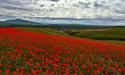 Sinyal Bahaya 2026: 10 Spesies Yang Di Ambang Kepunahan