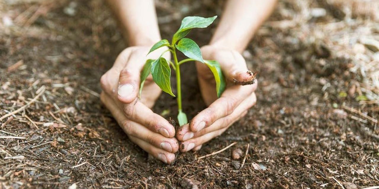 3 Tanaman Penyelamat: Solusi Murah Biar Tanah Gak Ambles