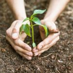 3 Tanaman Penyelamat: Solusi Murah Biar Tanah Gak Ambles