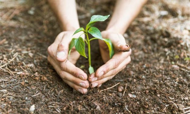 3 Tanaman Penyelamat: Solusi Murah Biar Tanah Gak Ambles