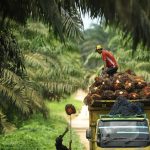 3 Daerah Penghasil Sawit Terbanyak Di Indonesia