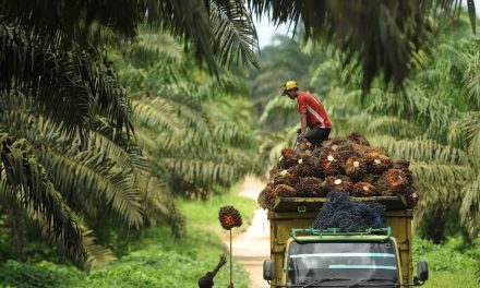 3 Daerah Penghasil Sawit Terbanyak Di Indonesia