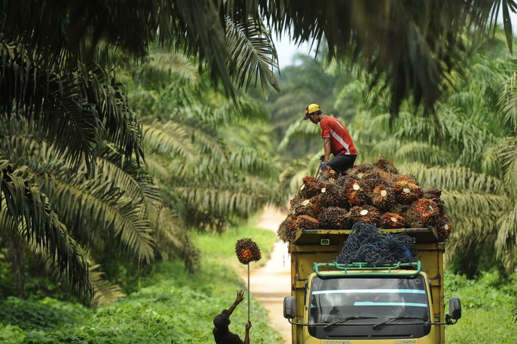 3 Daerah Penghasil Sawit Terbanyak Di Indonesia