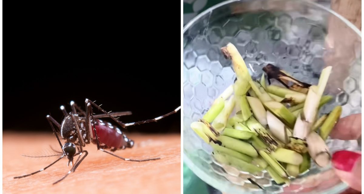 Cara Ampuh Usir Nyamuk Yang Lagi Membludak