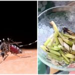 Cara Ampuh Usir Nyamuk Yang Lagi Membludak