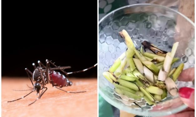 Cara Ampuh Usir Nyamuk Yang Lagi Membludak
