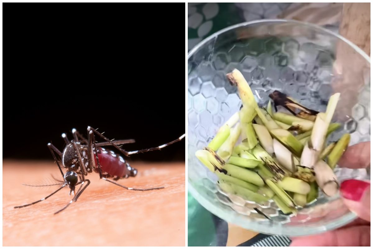 Cara Ampuh Usir Nyamuk Yang Lagi Membludak