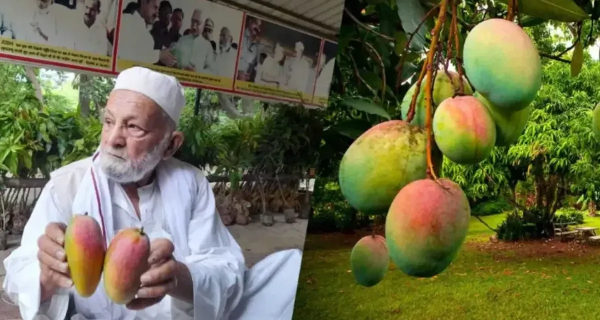 Menguak Rahasia Mangga Sultan Puluhan Juta