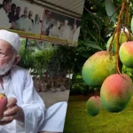 Menguak Rahasia Mangga Sultan Puluhan Juta