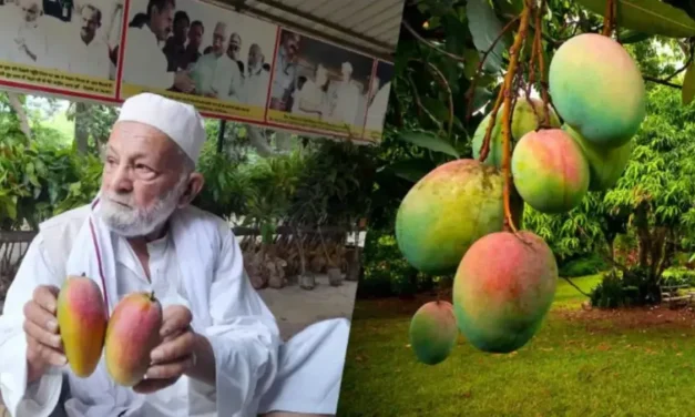 Menguak Rahasia Mangga Sultan Puluhan Juta