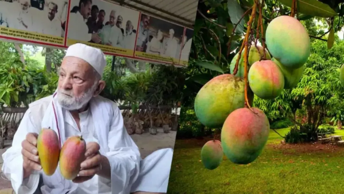 Menguak Rahasia Mangga Sultan Puluhan Juta